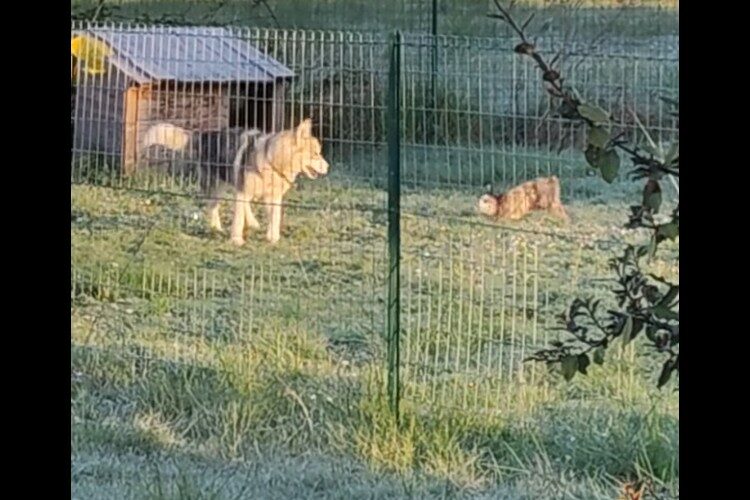 庭のケージで暮らすウサギが脱走！向かった先には、いつもケージ越しに会っていたハスキー犬が！！楽しそうに一緒に遊んでいます
