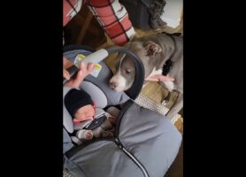 生まれたばかりの赤ちゃんを前にブルドッグは大喜び！挨拶しているみたいですが、興奮しっぱなしです！！
