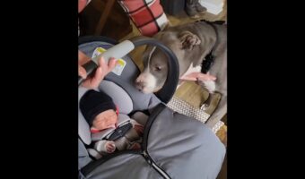 生まれたばかりの赤ちゃんを前にブルドッグは大喜び!挨拶しているみたいですが、興奮しっぱなしです!!