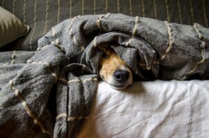 飼い主の不在中に愛犬が何してるのかな？犬にカメラを付けて留守番させたら健気すぎて泣けちゃう！