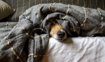 飼い主の不在中に愛犬が何してるのかな？犬にカメラを付けて留守番させたら健気すぎて泣けちゃう！