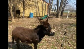 ロバってこんなに足速いの！？車に乗った飼い主さんと大好きなかけっこレースをはじめますが・・、スピードで負けていません！！