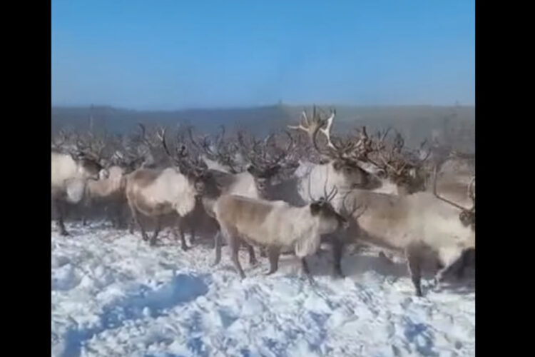 雪原を行く想像を絶する数のシカの群れ。あまりのも多くのシカが進むので、地面に積もった雪が宙を舞っているようです！！