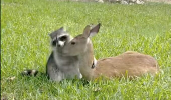 子ジカの体に飛びかかったり絡みつくアライグマ。一緒に遊びたくてアピールしているみたいですが・・、それってもしかして逆効果？？