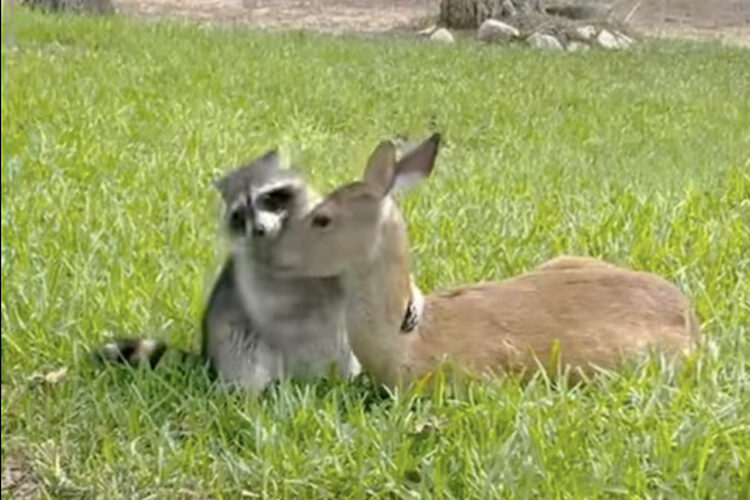 子ジカの体に飛びかかったり絡みつくアライグマ。一緒に遊びたくてアピールしているみたいですが・・、それってもしかして逆効果？？