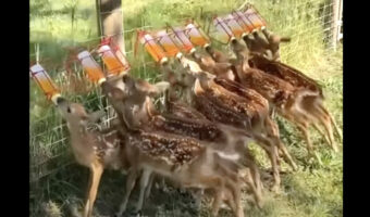 みんなで並んでミルクを飲む子ジカたち。ご機嫌の証なのか、みんなしっぽがピョコピョコ動いています!!【海外・動画】