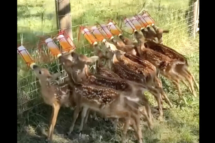 みんなで並んでミルクを飲む子ジカたち。ご機嫌の証なのか、みんなしっぽがピョコピョコ動いています！！【海外・動画】