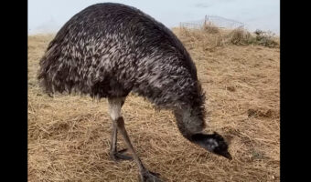 巨大な鳥エミューが踊っている?狂喜乱舞しているのは、牧場に新しい仲間がやって来たから!!