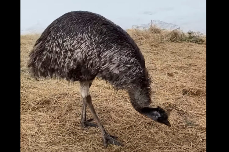 巨大な鳥エミューが踊っている？狂喜乱舞しているのは、牧場に新しい仲間がやって来たから！！