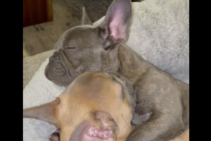 フレンチブルドッグの姉妹の姿がとっても尊い。子犬たちは互いにギュッと抱きしめあいながらねんねするようです