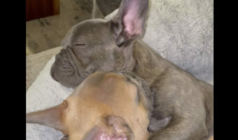 フレンチブルドッグの姉妹の姿がとっても尊い。子犬たちは互いにギュッと抱きしめあいながらねんねするようです