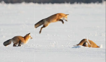 キツネが雪にダイブ！何度もダイブ！！遊んでいるようにも見えますが、これにはある理由があるんです