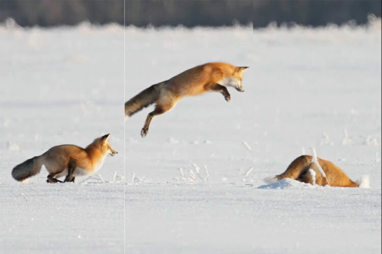 キツネが雪にダイブ！何度もダイブ！！遊んでいるようにも見えますが、これにはある理由があるんです