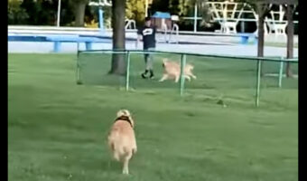 再会を喜ぶゴールデンレトリバーのきょうだい。たとえ会えていなくても2匹は深い絆で結ばれていました!!【アメリカ・動画】