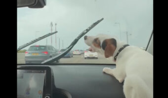 車のワイパーの動きが気になって仕方がない愛犬。なんとか食らいつこうとしますが・・間にガラスがあるから無理なんだよ！！