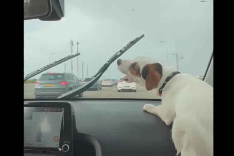 車のワイパーの動きが気になって仕方がない愛犬。なんとか食らいつこうとしますが・・間にガラスがあるから無理なんだよ！！