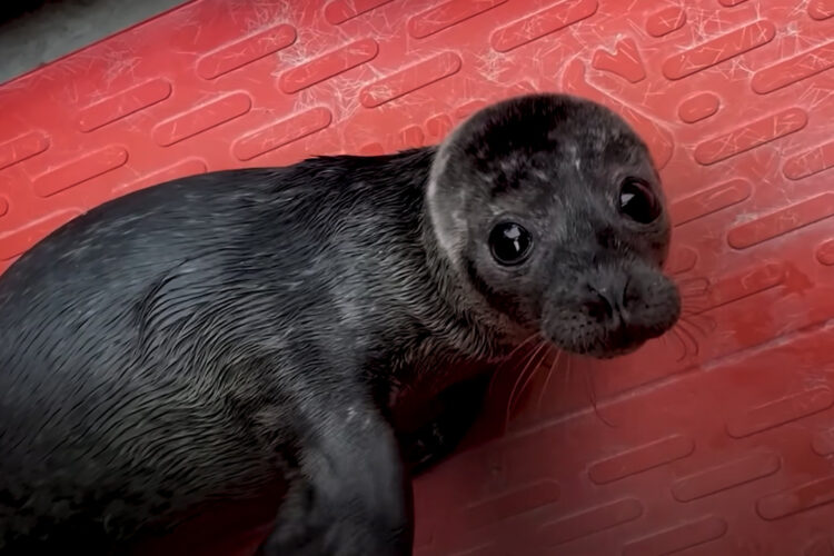保護されたアザラシの赤ちゃん。この子はウェットスーツでできたクッションをお母さん代わりにして、一歩一歩成長していきます！