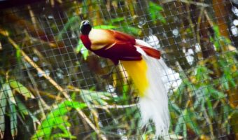 世界一美しいといわれる「極楽鳥」、とはどんな鳥?その名前の由来は?