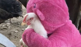 ニワトリが大好きな幼い女の子。後ろから優しくギュッと抱きしめたら、もうはなしません！！