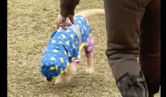 雨の中、元気に歩くゴールデンレトリバーの子犬。すぐそばにいる飼い主さんに気付いてないみたいですが、もしかして・・【アメリカ・動画】