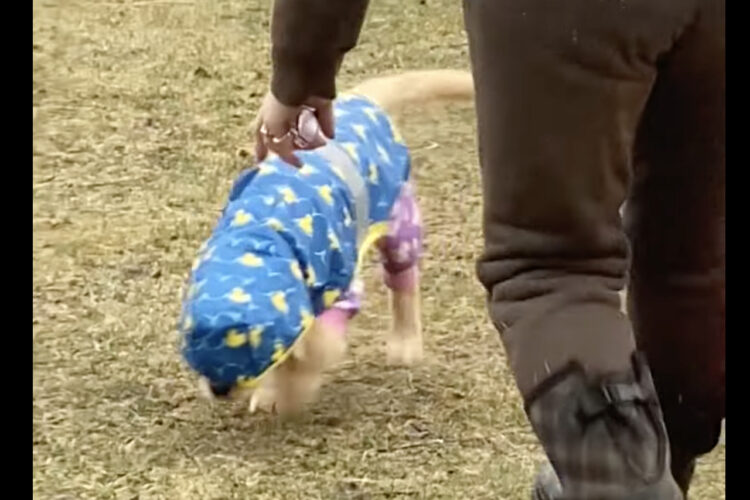 雨の中、元気に歩くゴールデンレトリバーの子犬。すぐそばにいる飼い主さんに気付いてないみたいですが、もしかして・・【アメリカ・動画】