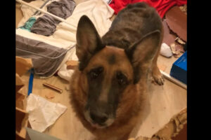 もしかして君の仕業？ドアが半分なくなり物が散乱したその部屋には・・、尻尾を左右に振っているジャーマンシェパードが！！