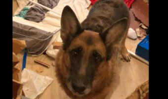 もしかして君の仕業?ドアが半分なくなり物が散乱したその部屋には・・、尻尾を左右に振っているジャーマンシェパードが!!