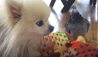 ハトとポメラニアンは、散歩もサイクリングも寝る時も・・、いつもどこでも一緒!!