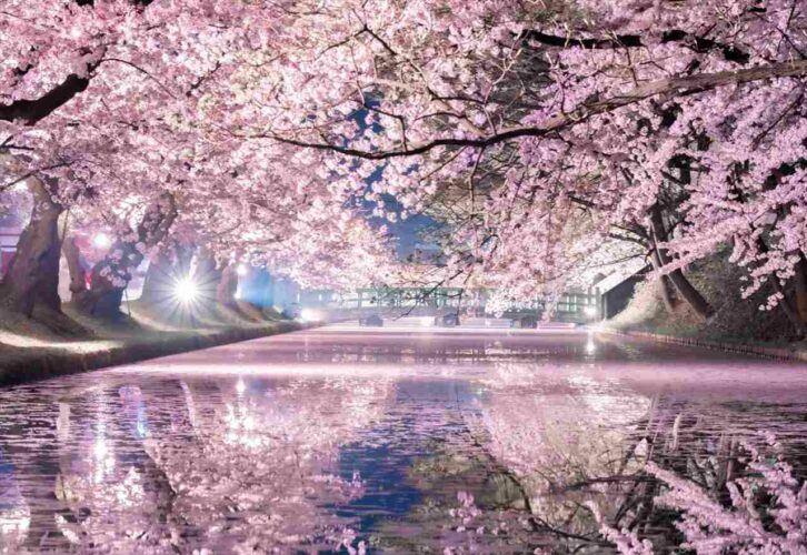 美しすぎる弘前城の“桜リフレクション”が話題に！「こんなに綺麗なリフレクションを見たのは初めてかも」