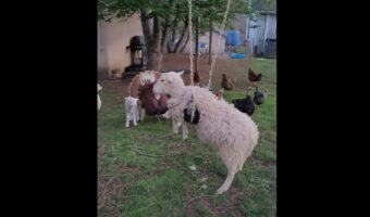 ヒツジがブランコに飛び乗ったら引っかかって降りられなくなっちゃった！！前足が浮いてしまって大変そうです・・