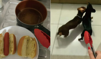 「ホットドッグにされちゃう~!」ダックスフンドたちは、ホットドッグを作る飼い主さんにトングを向けられて大慌て?!走って逃げていく!!