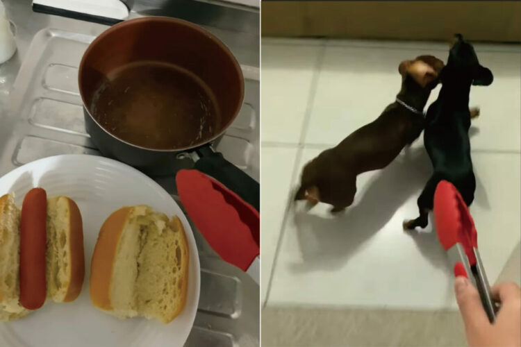 「ホットドッグにされちゃう～！」ダックスフンドたちは、ホットドッグを作る飼い主さんにトングを向けられて大慌て？！走って逃げていく！！