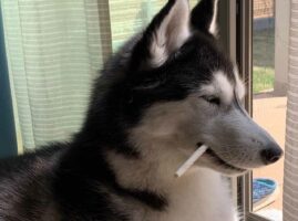 “次元大介”みたいで渋カッコいい！ガムを咥えながら寝てしまったハスキーの女の子が話題に！「ダンディーを極めてますな」