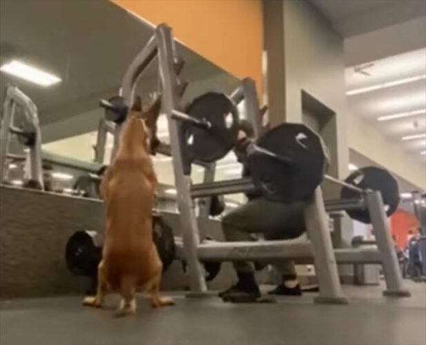 一緒にトレーニングしている気分？バーベルスクワットをする飼い主さんの動きを一生懸命真似する愛犬がかわいすぎる！！