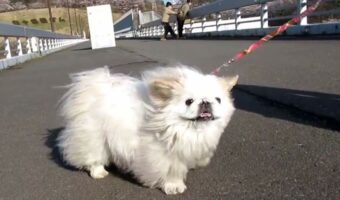 ペキニーズのはずなんだけど・・・強風のせいでウォンバット?コアラ?ナマケモノ?に見えてしまう愛犬が可愛すぎる!