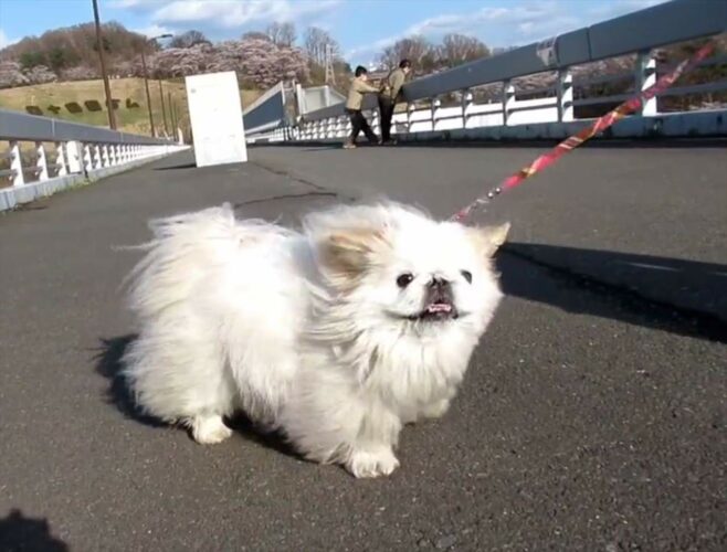 ペキニーズのはずなんだけど・・・強風のせいでウォンバット？コアラ？ナマケモノ？に見えてしまう愛犬が可愛すぎる！