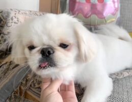 「この舌の長さ、何度見ても新鮮に驚ける」見慣れているはずの飼い主さんも驚く、トンデモナイ長さの舌とは！？