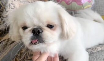 「この舌の長さ、何度見ても新鮮に驚ける」見慣れているはずの飼い主さんも驚く、トンデモナイ長さの舌とは！？