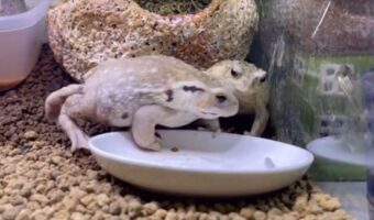 餌を先に食べられると必ず相手を見るカエルがまるでコント!「食べた方が絶対に目を合わせないのも笑える」