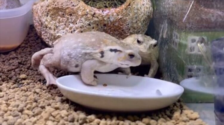 餌を先に食べられると必ず相手を見るカエルがまるでコント！「食べた方が絶対に目を合わせないのも笑える」