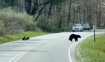 道路を渡ろうとする3匹の子グマ。だけど怖いのか、なかなか一歩が踏み出せません!!【アメリカ・動画】