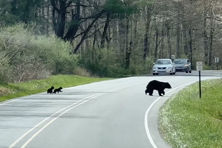 道路を渡ろうとする3匹の子グマ。だけど怖いのか、なかなか一歩が踏み出せません！！【アメリカ・動画】