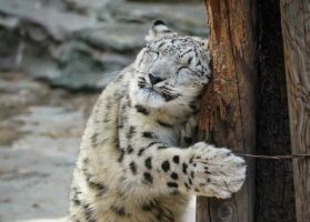 木にスリスリする幸せそうな表情とポーズが可愛すぎるユキヒョウが話題に！「人間っぽい表情で可愛い」