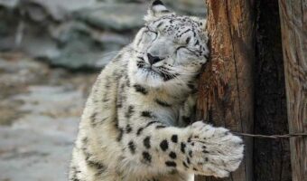 木にスリスリする幸せそうな表情とポーズが可愛すぎるユキヒョウが話題に！「人間っぽい表情で可愛い」