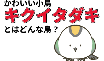 日本で一番小さい鳥「キクイタダキ」とは?かわいいこの小鳥の生態を解説!!飼育はできるの?