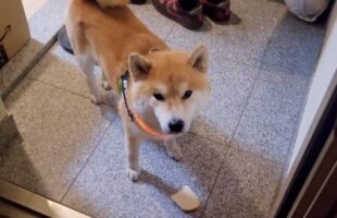 食パンを散歩に持っていくかどうか葛藤する柴犬が可愛すぎる！「あきらめきれない気持ちがダダ漏れしてますね」