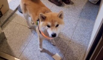 食パンを散歩に持っていくかどうか葛藤する柴犬が可愛すぎる!「あきらめきれない気持ちがダダ漏れしてますね」