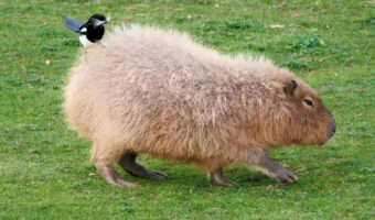 巣を作るのに必要なのかな?カピバラから毛を失敬するカササギ。そんなカササギの行動をカピバラも気にした様子もありません