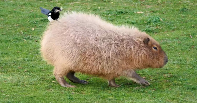 巣を作るのに必要なのかな？カピバラから毛を失敬するカササギ。そんなカササギの行動をカピバラも気にした様子もありません