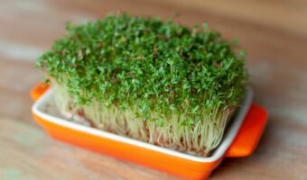 肉料理の付け合せとなる「クレソン」とはどんな野菜?いつごろから日本にはあるの?